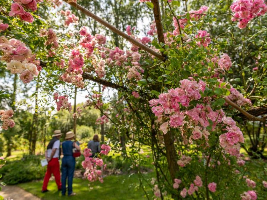 Les chemins de la rose